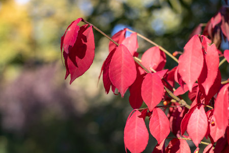 Red leaves of euonymus alatus in garden autumn close-up. Winged euonymus decorative plant with...