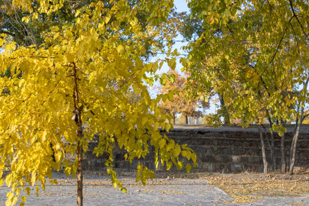 Young mulberry tree in autumn. Bright yellow leaves morus. Fall golden. Old stone stairs in autumn. Staircase in steps. Footpath nature among trees with fallen leaves. Way outdoors.の写真素材