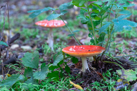 Bright fly agaric wild mushroom growing on forest floor. Amanita muscaria hallucinogenic toxic...