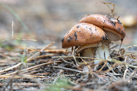 Season mushrooms in nature. Two wild mushroom porcini growing on forest floor. Edible white brown...