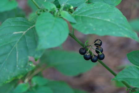 Berries plant nightshade black growth in forest close up. Solanum nigrum weed of fruit spherical...