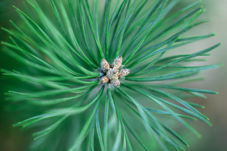 Pine tree branch and pins close-up. Photo of coniferous twig.の写真素材