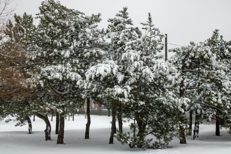 Winter landscape with snow covered pine trees. Snow covered tree close up in winter. Winter landscape with fair trees.の写真素材