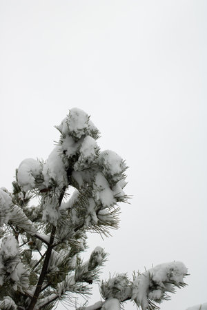 Snow covered tree close up in winter. Winter landscape with fair trees.の写真素材