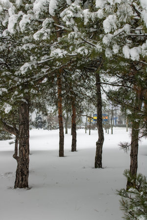 Winter landscape with snow covered pine trees. Snow covered tree close up in winter. Winter landscape with fair trees.の写真素材