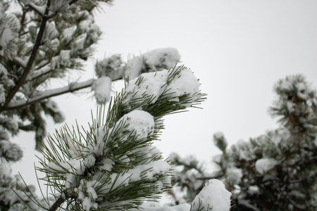 Snow covered tree close up in winter. Winter landscape with fair trees.の写真素材