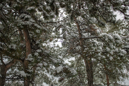 Winter landscape with snow covered pine trees. Snow covered tree close up in winter. Winter landscape with fair trees.の写真素材