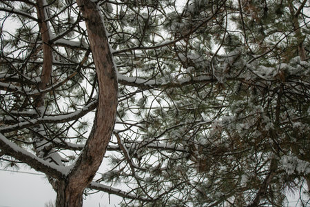 Winter landscape with snow covered pine trees. Snow covered tree close up in winter. Winter landscape with fair trees.の写真素材