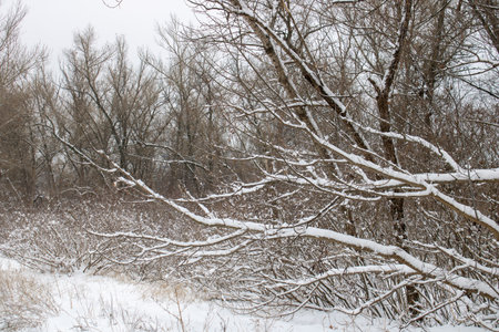 Winter landscape with fair trees. Snow covered tree branches close up.の写真素材