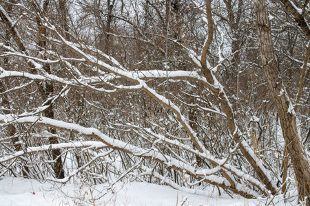 Winter landscape with fair trees. Snow covered tree branches close up.の写真素材
