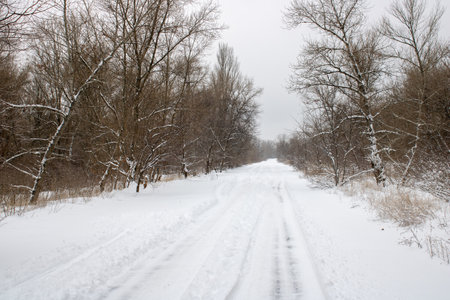 Snowy road in the forest. Winter landscape.の写真素材