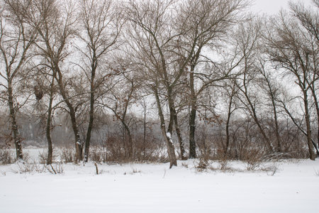 Winter landscape with fair trees. The river froze and covered with ice.の写真素材