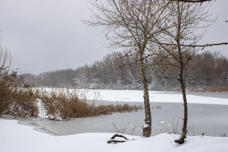 Winter landscape with fair trees. The river froze and covered with ice.の写真素材