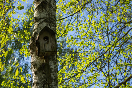 Wooden bird house hanging from tree handmade. Juicy green leaves on the background the blue sky. Picturesque nature in spring on a sunny day.の写真素材