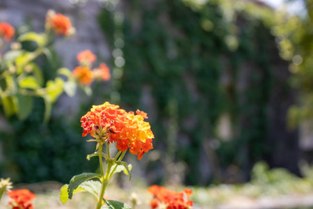 Beautiful orange flower close-up. Natural blurred background bokeh effect.の写真素材