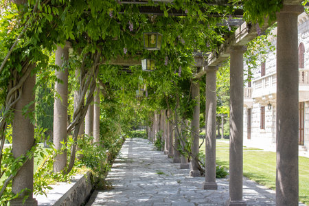 Branches beautifully intertwined in a bizarre pattern on the ancient columns of the building. Plant has a sinuous and stylish natural design.の写真素材