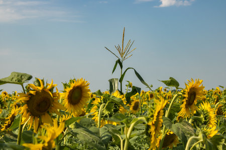 Flower corn plant among blooming sunflowers blue sky background. Not like everyone else. Concept individuality.の写真素材