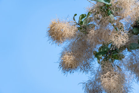 Flowering bush cotinus coggygria against the blue sky. Beautiful fluffy white beige flowers smoke...