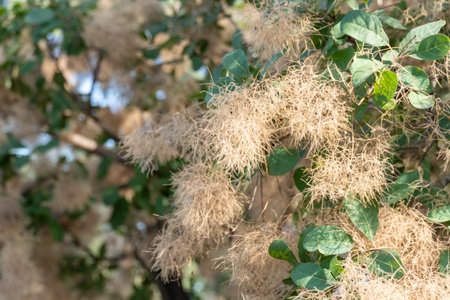 Flowering bush cotinus coggygria close-up. Beautiful fluffy white beige flowers smoke tree from the...