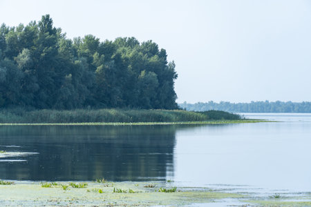 Slowly flowing river is overgrown with yellow water lilies. Nuphar lutea perennial aquatic plant of...