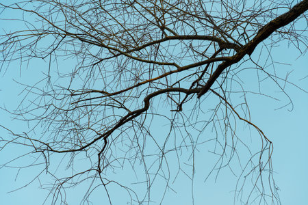 Dark tree branches. Turquoise sky background. Natural wallpaper and texture. Sadness and charm...