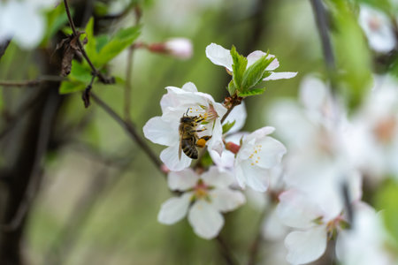 Honey bee on cherry blossoms in spring season in garden. Insect collect nectar and spread pollen....