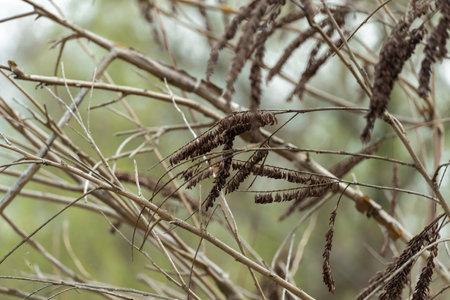 Close-up of branches with dry seeds. Beautiful fairy brown grains hang on trees. Beauty in nature....