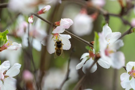Honey bee on cherry blossoms in spring season in the garden. Insect collect nectar and spread...
