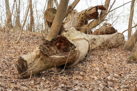 Fallen trunk old tree. Big snags in the forest. Plant has rotted over time and broken.の写真素材