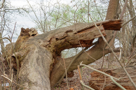 Fallen trunk old tree. Big snags in the forest. Plant has rotted over time and broken.の写真素材