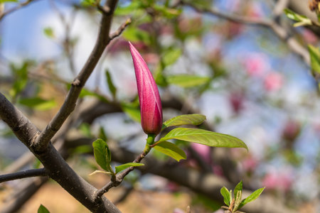 Close-up magnolia flowers. Tree blossoms in spring time dark pink buds. Tender petals in sunlight in the park. Beauty in nature.の写真素材