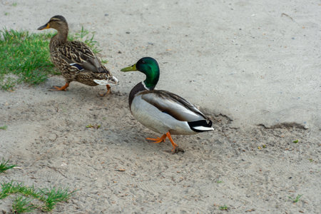 Two mallard ducks walk on the river bank. Bright beautiful male and female in the spring in the pairing season. Birdlife in wild nature.の写真素材