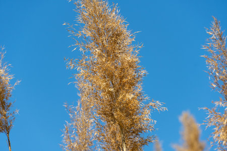 Close-up dry reed sway against blue sky. Inflorescence and stalk cane blowing in the wind. View on brown bulrush in the swamp. Nature outdoors plants growing.の写真素材