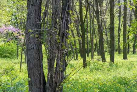 Grove of foliar trees in the park. Group of trunks grows surrounded by celandine medicinal grass. Bright juicy green in spring time. Small leaves of plants in sunlight.の写真素材