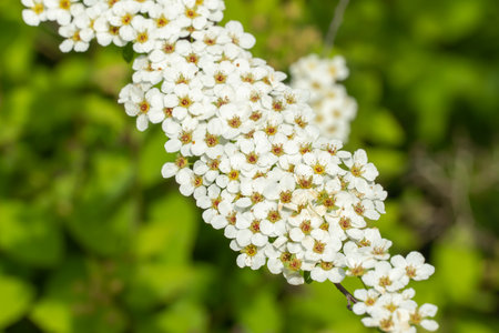 Close-up branch flowers spiraea in the garden. Blooming of white plants chamaedryfolia or meadowsweet. Beautiful small flowers opens springtime. Floral background wallpapers.の写真素材
