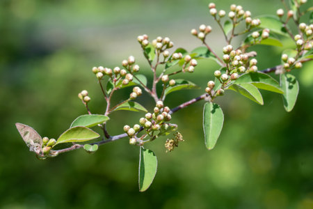 Close-up of twig with white buds and small green leaves. Young nature waking spring time with tree...