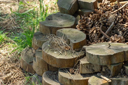 Forest composition. Group of sliced wooden stumps with dry pine cones and spruce needles. Interesting handmade wooden pyramid for garden design.の写真素材
