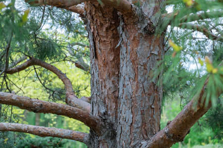 Double pine trunk in the natural park. Mystical coniferous evergreen tree. Wide branches of spruce...