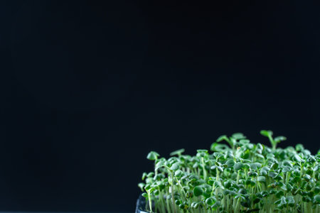 Mustard microgreens birth closeup on black background. Green plants sinapis alba germination. Juicy young sprouts grow in containers. Germination of mustard seed. Healthy nutritionの写真素材