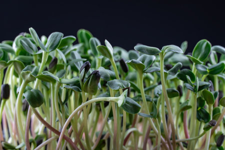 Sunflower microgreens birth close up on black background. Green micro plants helianthus germination. Young sprouts in containers. Germination of cereal crop seed. Healthy nutritionの写真素材