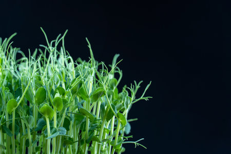 Pea microgreens birth close up on black background. Green micro plants pisum germination. Young sprouts growing in containers. Germination of beanstalk crop seed. Healthy nutritionの写真素材