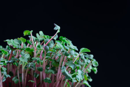 Radish microgreens birth on black background. Green micro plants raphanus sativus germination. Young sprouts grow in containers. Germination of red root crop seed Healthy nutritionの写真素材