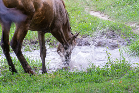 Horse drinks water in river. Beautiful equus caballus quenches his thirst in pasture and beats hoof. Animal perissodactyla on waterhole in meadow. Splashes and drops fly from blow.の写真素材