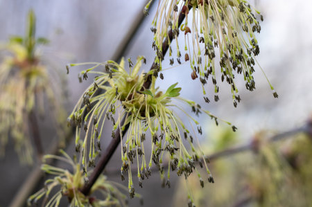 American maple blossoms in early spring close up. Ash-leaved maple inflorescences on tree branch....