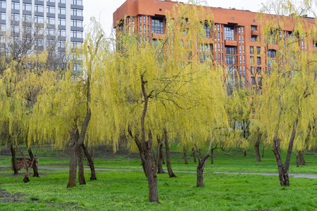 Weeping willow trees blossoms in early spring. Yellow inflorescences on long branch. Garland flowers willow on lawn. Buds catkin of salix alba blooming and germination on buildings.の写真素材