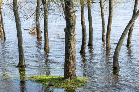 Flood river in spring time. Overflowed river bank in city. Water filled bank with sunken trees. Bottling shoreline flow and natural disaster. Climate change and ecological problem.の写真素材