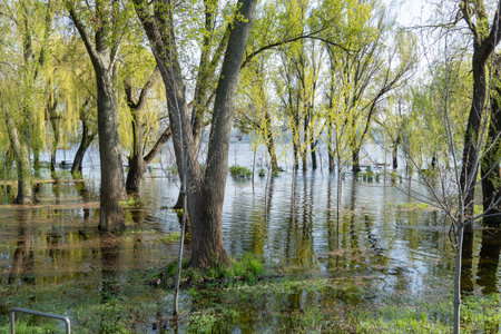 Flood river in spring time. Overflowed river bank in city. Water filled bank with sunken trees. Bottling shoreline flow and natural disaster. Climate change and ecological problem.の写真素材