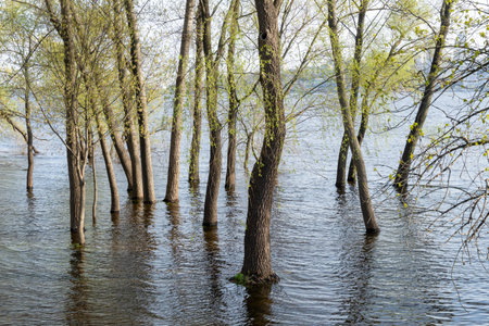 Flood river in spring time. Overflowed river bank in city. Water filled bank with sunken trees. Bottling shoreline flow and natural disaster. Climate change and ecological problem.の写真素材