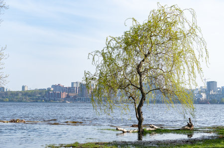 Flood river in spring time. Overflowed river bank in city. Water filled bank with sunken trees. Bottling shoreline flow and natural disaster. Climate change and ecological problem.の写真素材