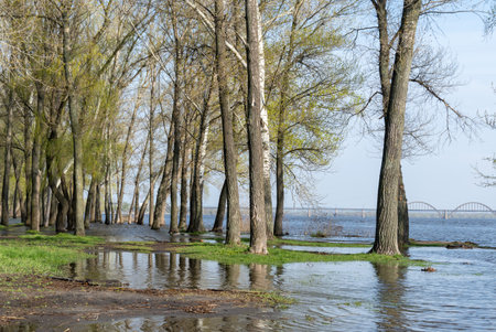 Flood river in spring time. Overflowed river bank in city. Water filled bank with sunken trees. Bottling shoreline flow and natural disaster. Climate change and ecological problem.の写真素材